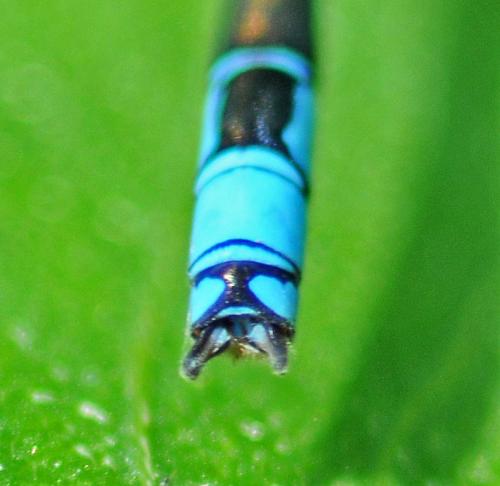 Erythromma viridulum